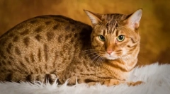 Како да изберете мачка?